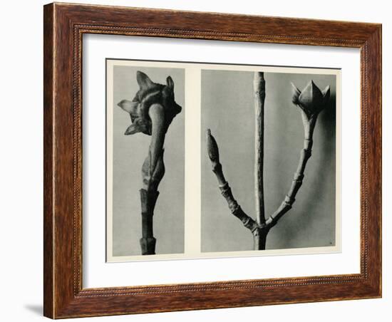 Untitled Study. 1929 (Photogravure)-Karl Blossfeldt-Framed Giclee Print