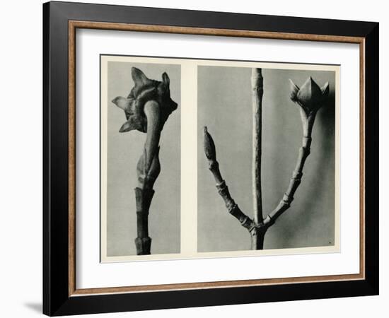 Untitled Study. 1929 (Photogravure)-Karl Blossfeldt-Framed Giclee Print