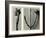 Untitled Study. 1929 (Photogravure)-Karl Blossfeldt-Framed Giclee Print