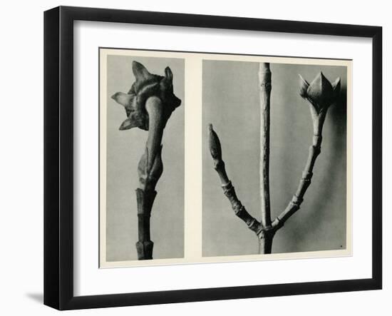 Untitled Study. 1929 (Photogravure)-Karl Blossfeldt-Framed Giclee Print