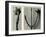 Untitled Study. 1929 (Photogravure)-Karl Blossfeldt-Framed Giclee Print