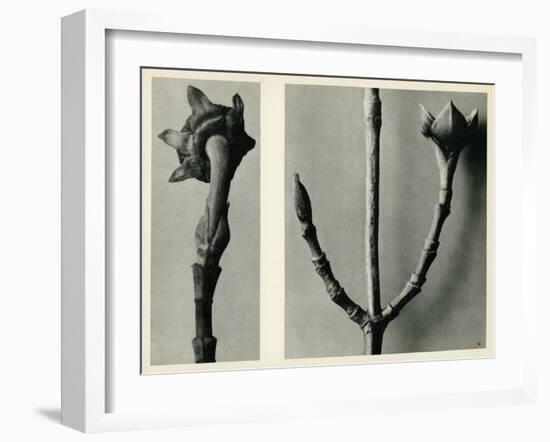 Untitled Study. 1929 (Photogravure)-Karl Blossfeldt-Framed Giclee Print