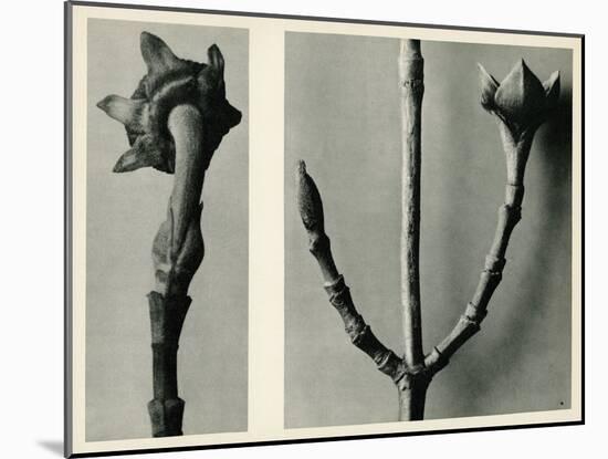 Untitled Study. 1929 (Photogravure)-Karl Blossfeldt-Mounted Giclee Print