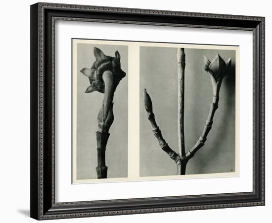 Untitled Study. 1929 (Photogravure)-Karl Blossfeldt-Framed Giclee Print