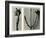 Untitled Study. 1929 (Photogravure)-Karl Blossfeldt-Framed Giclee Print