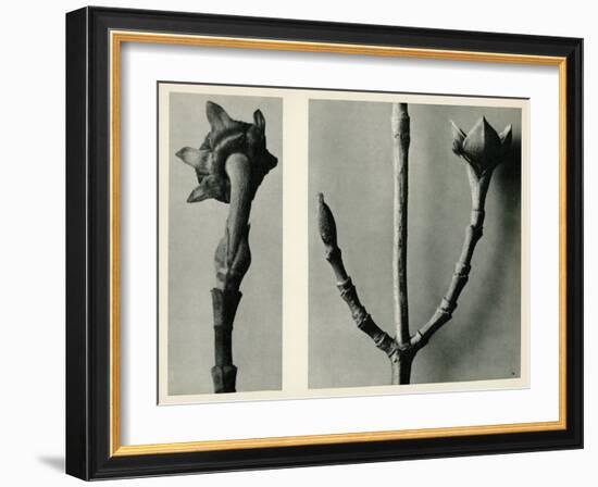 Untitled Study. 1929 (Photogravure)-Karl Blossfeldt-Framed Giclee Print