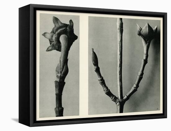 Untitled Study. 1929 (Photogravure)-Karl Blossfeldt-Framed Premier Image Canvas