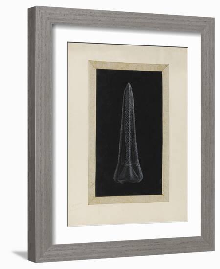 Untitled: Urchin-Philip Henry Gosse-Framed Giclee Print