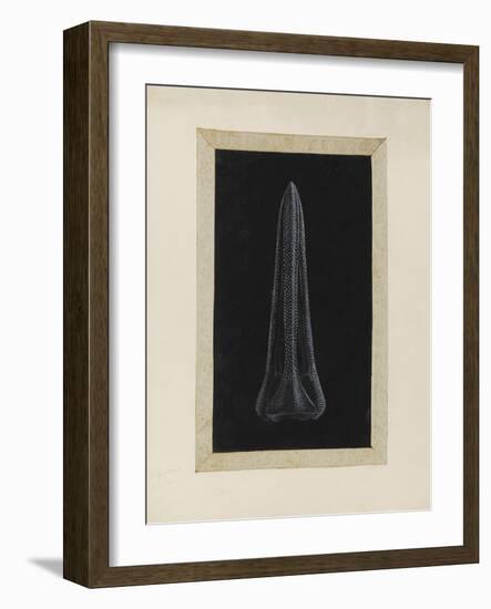 Untitled: Urchin-Philip Henry Gosse-Framed Giclee Print