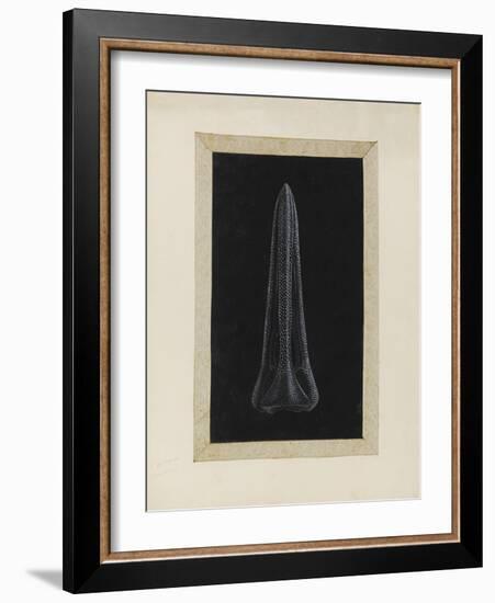 Untitled: Urchin-Philip Henry Gosse-Framed Giclee Print