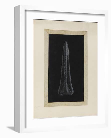Untitled: Urchin-Philip Henry Gosse-Framed Giclee Print