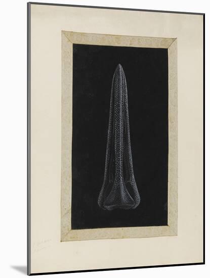 Untitled: Urchin-Philip Henry Gosse-Mounted Giclee Print