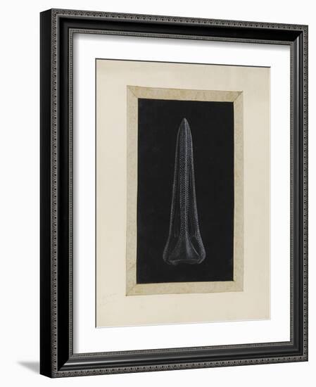 Untitled: Urchin-Philip Henry Gosse-Framed Giclee Print