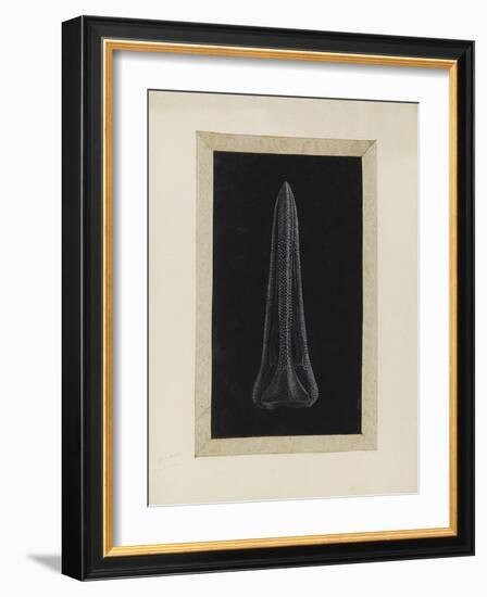 Untitled: Urchin-Philip Henry Gosse-Framed Giclee Print