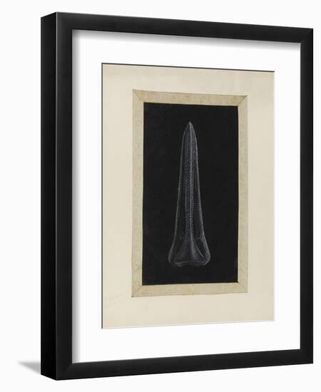 Untitled: Urchin-Philip Henry Gosse-Framed Giclee Print