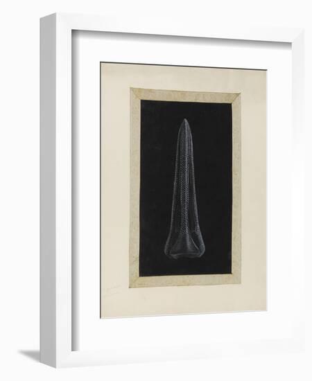 Untitled: Urchin-Philip Henry Gosse-Framed Giclee Print