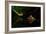 Untitled-Shikhei Goh-Framed Photographic Print