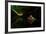 Untitled-Shikhei Goh-Framed Photographic Print