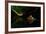 Untitled-Shikhei Goh-Framed Photographic Print