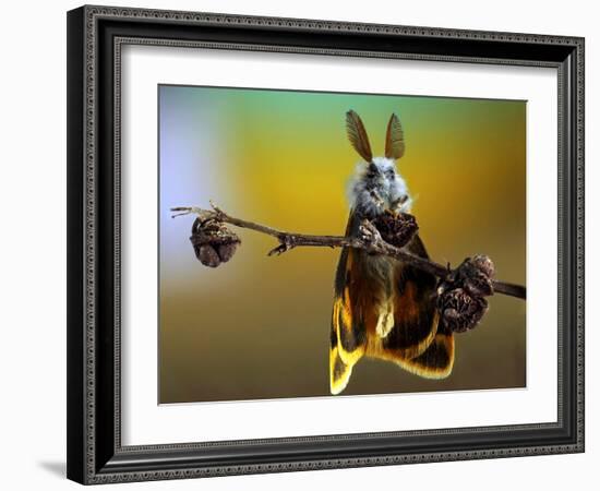 Untitled-Eyal Bussiba-Framed Photographic Print