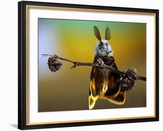 Untitled-Eyal Bussiba-Framed Photographic Print