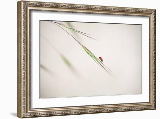 Untitled-Anna Cseresnjes-Framed Photographic Print