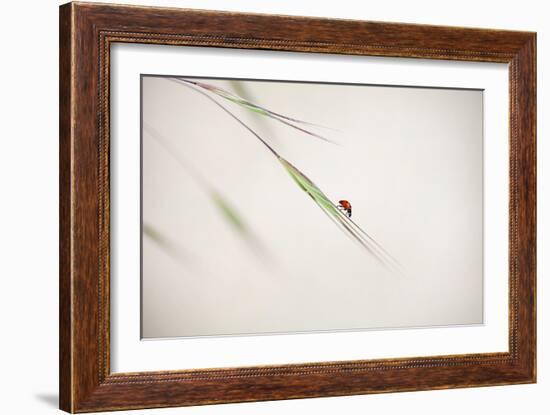 Untitled-Anna Cseresnjes-Framed Photographic Print