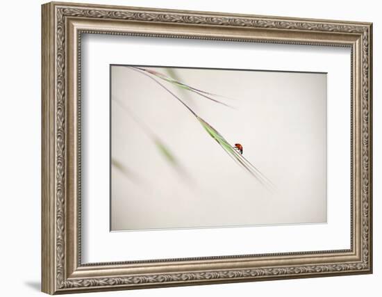 Untitled-Anna Cseresnjes-Framed Photographic Print