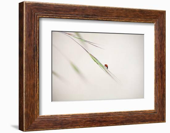 Untitled-Anna Cseresnjes-Framed Photographic Print