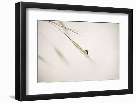 Untitled-Anna Cseresnjes-Framed Photographic Print