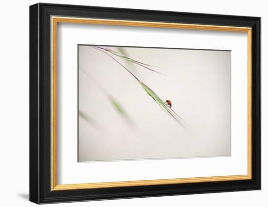 Untitled-Anna Cseresnjes-Framed Photographic Print