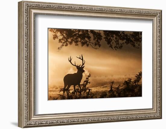 Untitled-Radojica Jevric Fotorax-Framed Photographic Print