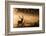 Untitled-Radojica Jevric Fotorax-Framed Photographic Print