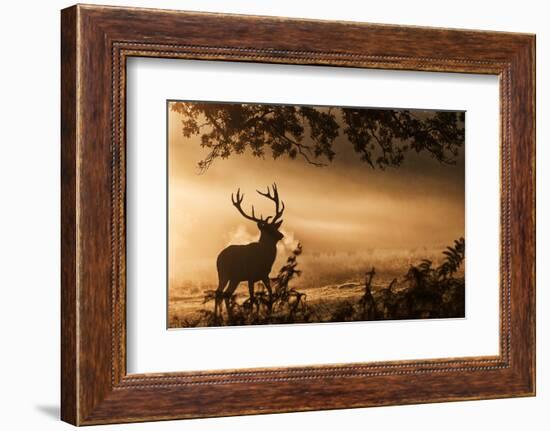 Untitled-Radojica Jevric Fotorax-Framed Photographic Print