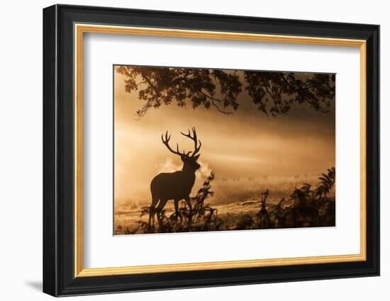 Untitled-Radojica Jevric Fotorax-Framed Photographic Print