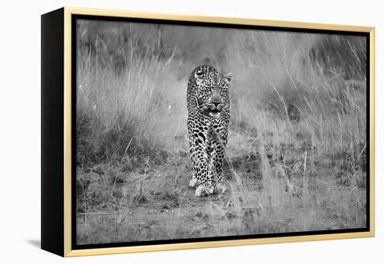 Untitled-Massimo Mei-Framed Premier Image Canvas