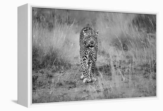 Untitled-Massimo Mei-Framed Premier Image Canvas