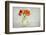 Untitled-Alida van Zaane-Framed Photographic Print