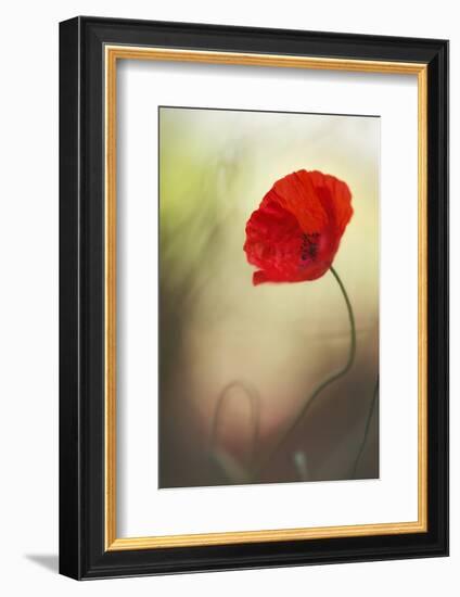 Untitled-keren or-Framed Photographic Print