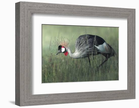 Untitled-Ahmed Sobhi-Framed Photographic Print