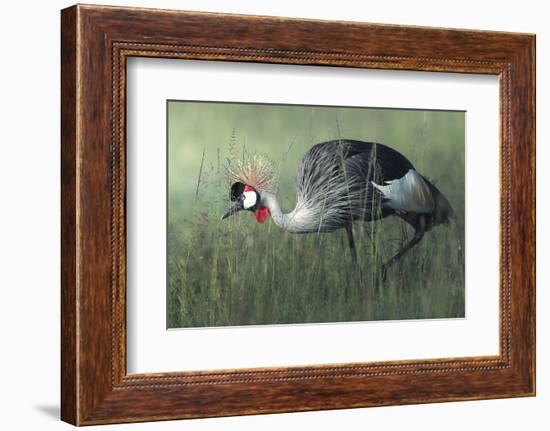 Untitled-Ahmed Sobhi-Framed Photographic Print