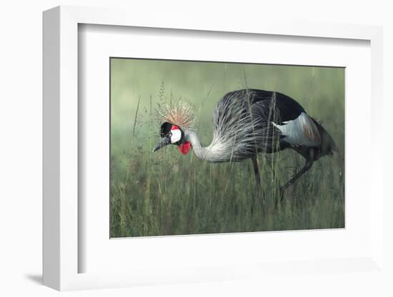 Untitled-Ahmed Sobhi-Framed Photographic Print