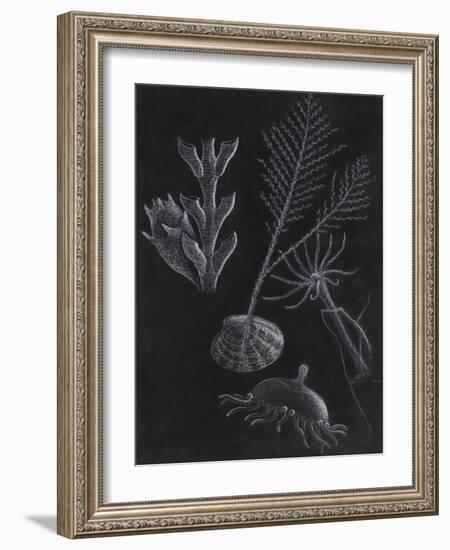 Untitled-Philip Henry Gosse-Framed Giclee Print