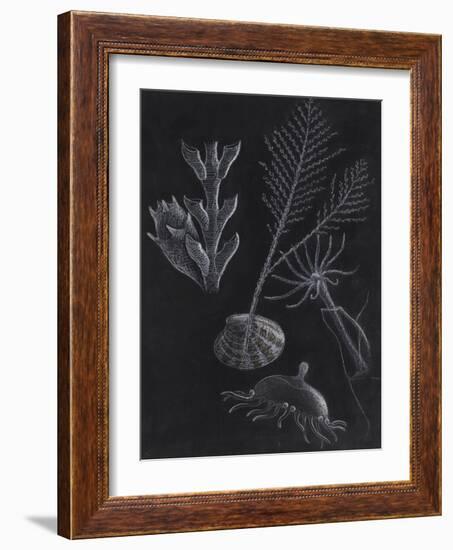 Untitled-Philip Henry Gosse-Framed Giclee Print