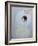 Untitled-Susan Adams-Framed Giclee Print