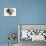 Untitled-Mark Adlington-Giclee Print displayed on a wall