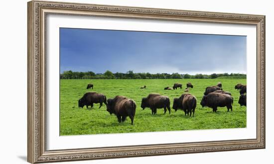 Unusual and Unique Domesticated Bison Herd, Near Curagha, County Meath, Ireland-Panoramic Images-Framed Photographic Print