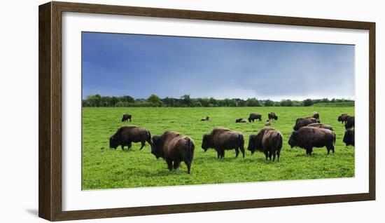 Unusual and Unique Domesticated Bison Herd, Near Curagha, County Meath, Ireland-Panoramic Images-Framed Photographic Print