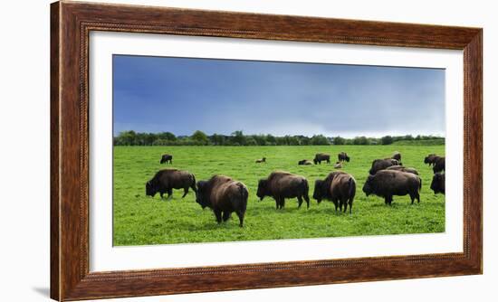 Unusual and Unique Domesticated Bison Herd, Near Curagha, County Meath, Ireland-Panoramic Images-Framed Photographic Print