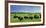 Unusual and Unique Domesticated Bison Herd, Near Curagha, County Meath, Ireland-Panoramic Images-Framed Photographic Print